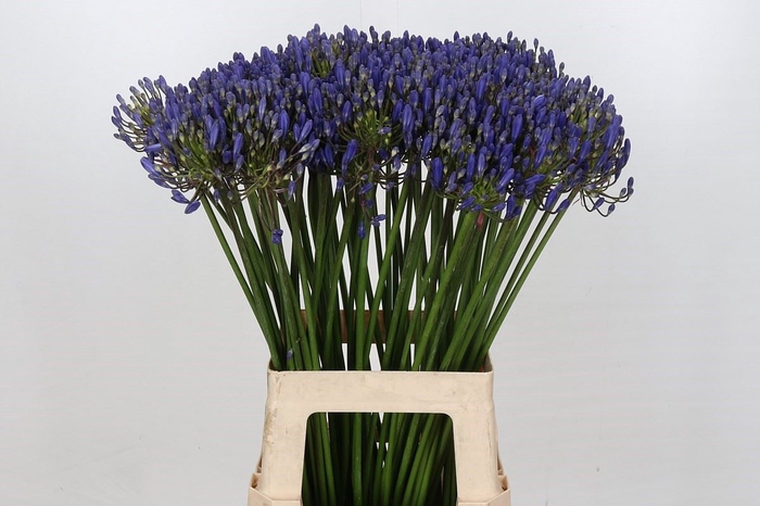 <h4>Agapanthus FU 'Atlantic Ocean'</h4>