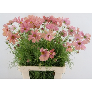 COSMOS BIPINNATUS