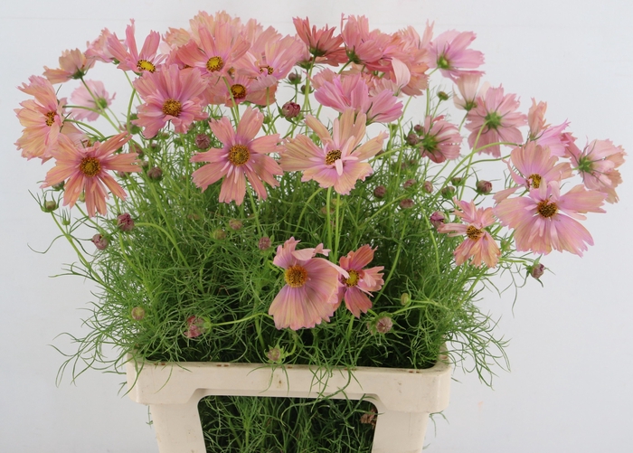 <h4>COSMOS BIPINNATUS</h4>