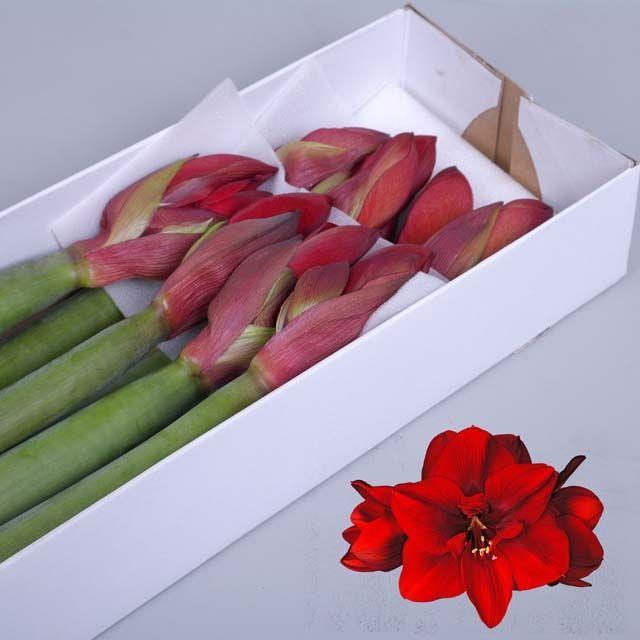 <h4>HIPP GA RED QUEEN</h4>