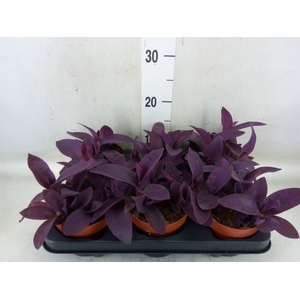 Tradescantia   ...