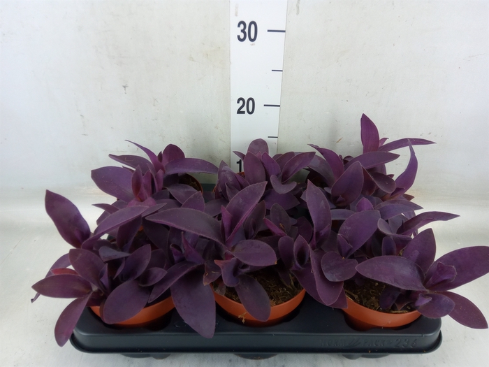<h4>Tradescantia   ...</h4>