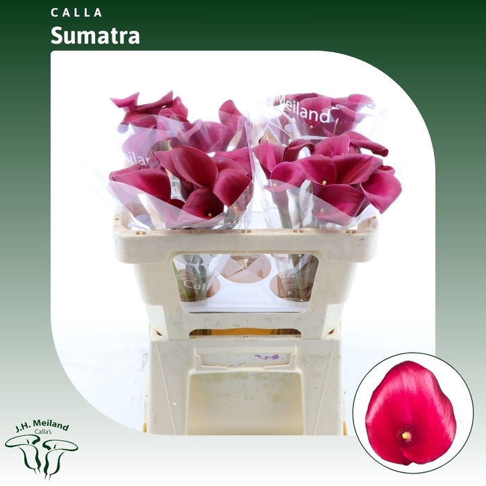 <h4>Calla Sumatra</h4>