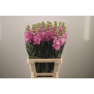 Matth Iron * Premium* Pink