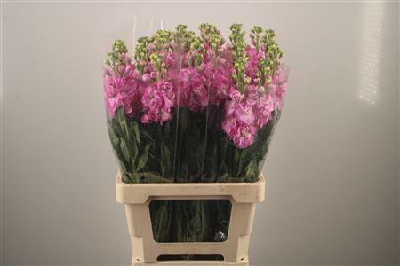 <h4>Matth Iron * Premium* Pink</h4>