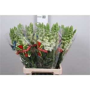 Antir Poto Earl Whit