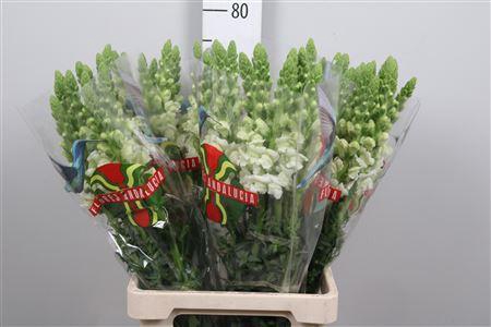 <h4>Antir Poto Earl Whit</h4>