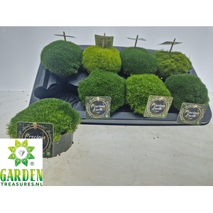 VASTE PLANTEN OV