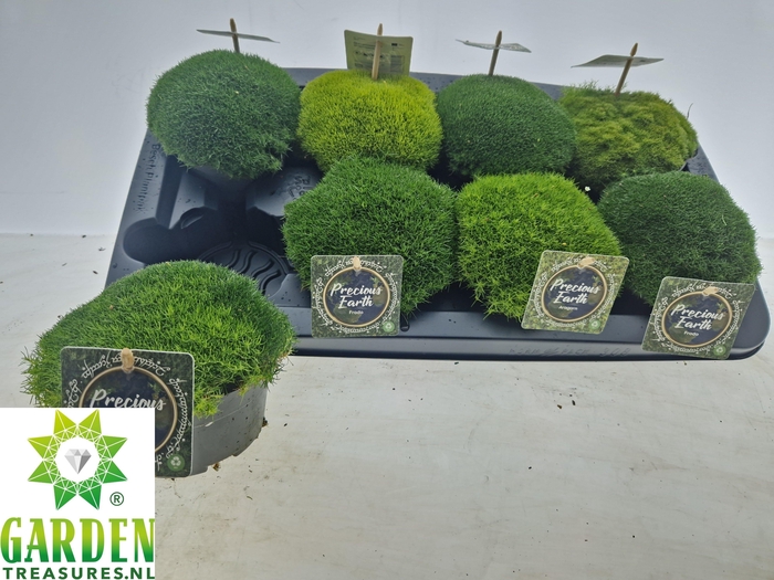 <h4>VASTE PLANTEN OV</h4>