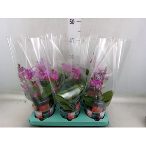Phalaenopsis   ...lilac
