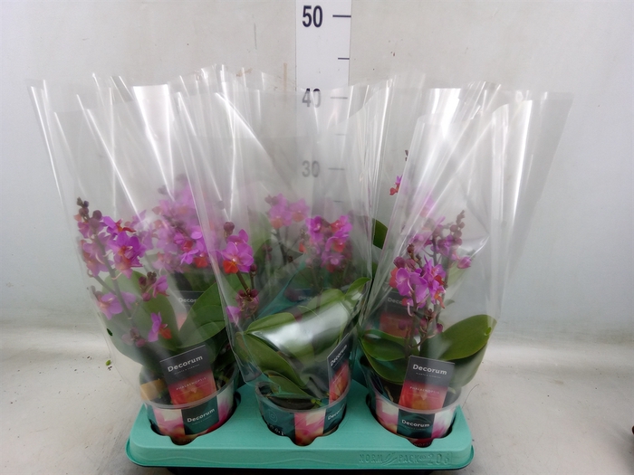 <h4>Phalaenopsis   ...lilac</h4>