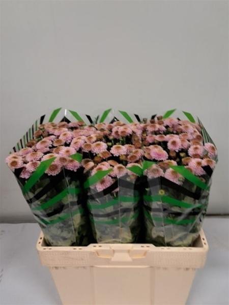 <h4>CHR SAN DORIA PINK</h4>