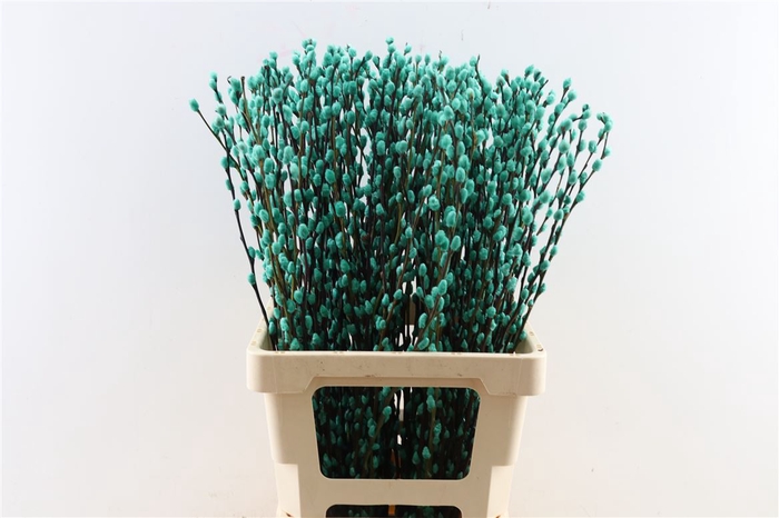 <h4>Salix Wilgenkatjes Groen Mint 70cm P Stem</h4>