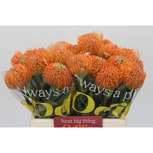 Nutans Ayoba Peach
