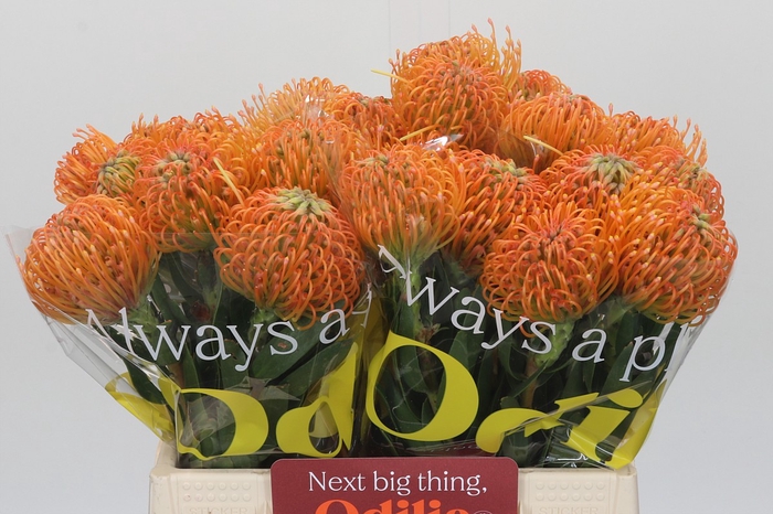 <h4>Nutans Ayoba Peach</h4>