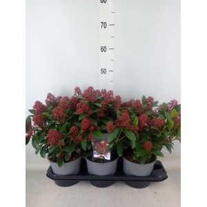 Skimmia jap. 'Rubella'