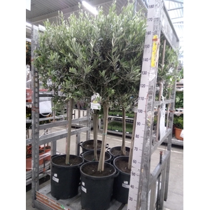 Olea europaea