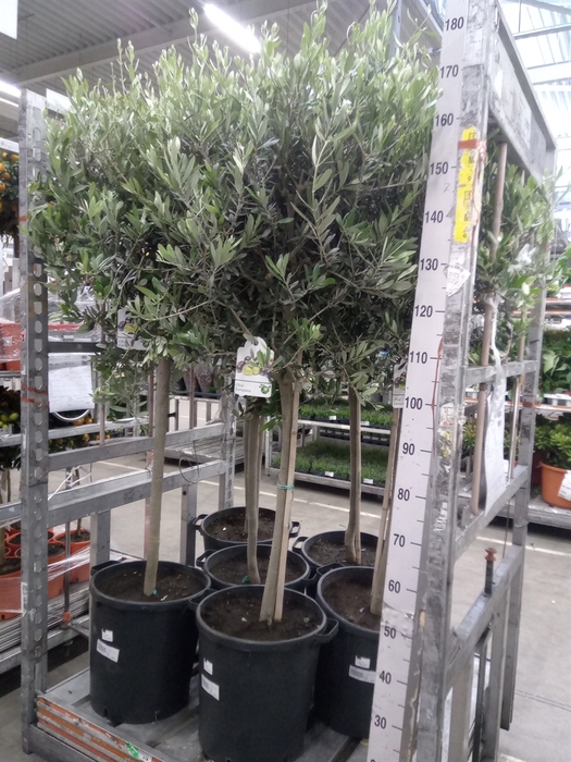 <h4>Olea europaea</h4>
