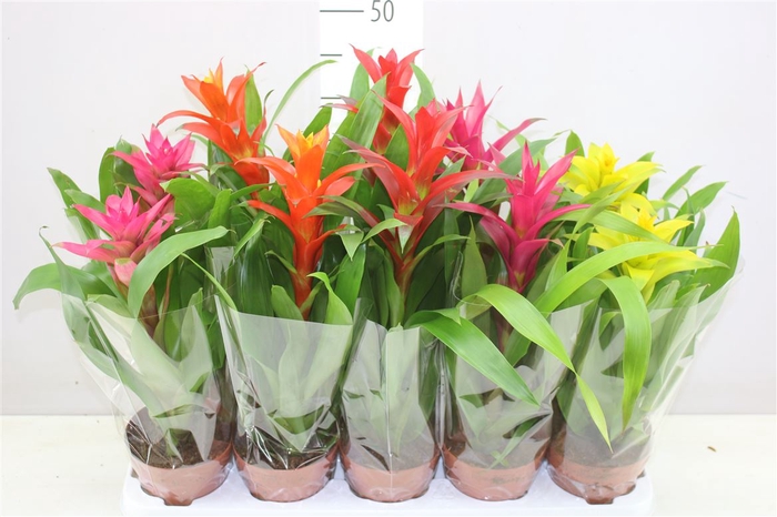 <h4>Guzmania Gemengd</h4>
