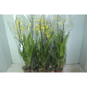 ONCIDIUM ALOHA P12