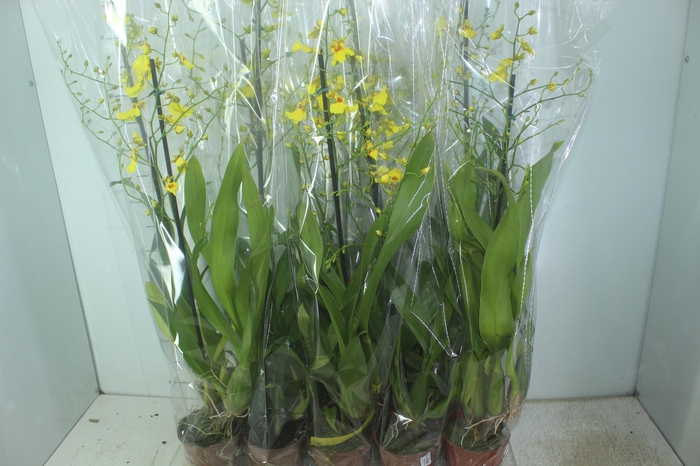 <h4>ONCIDIUM ALOHA P12</h4>
