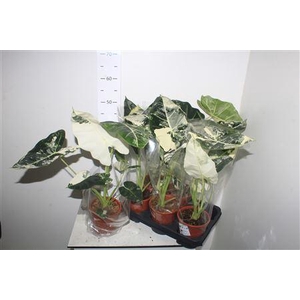 Alocasia Frydek Variegata Keramiek Rood