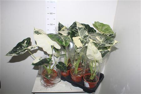 <h4>Alocasia Frydek Variegata Keramiek Rood</h4>
