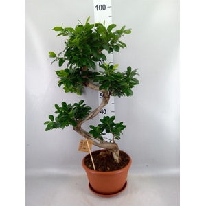 Ficus microcarpa 'Ginseng'