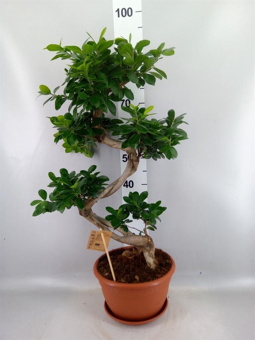 <h4>Ficus microcarpa 'Ginseng'</h4>