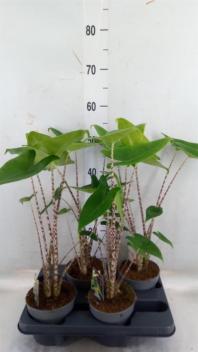 <h4>Alocasia zebrina</h4>