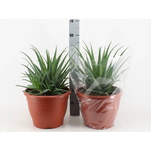 Aloe Arborescens (Cites) 32Ø 50cm