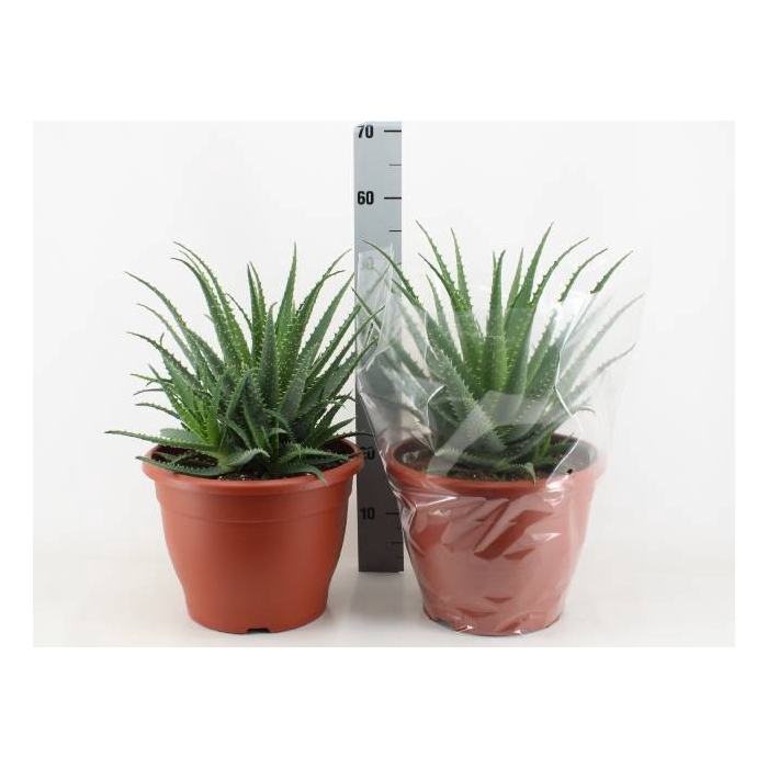 <h4>Aloe Arborescens (Cites) 32Ø 55cm</h4>