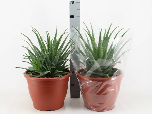 Aloe Arborescens (Cites) 32Ø 50cm