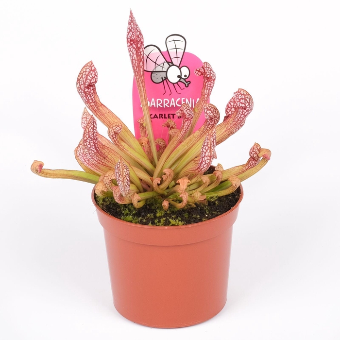 <h4>Sarracenia Scarlet Belle</h4>