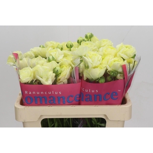 Ranunculus Romance Espalion