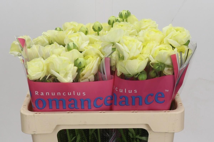 Ranunculus Romance Espalion