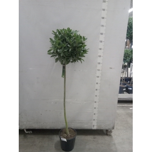 Laurus nobilis