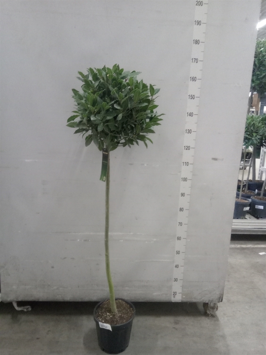 <h4>Laurus nobilis</h4>