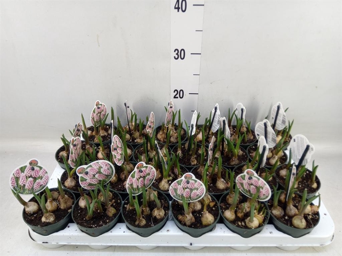 <h4>Muscari   ...</h4>