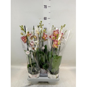 Phalaenopsis   ...mix