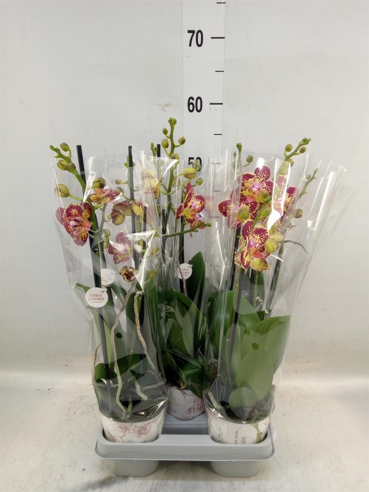 <h4>Phalaenopsis   ...mix</h4>