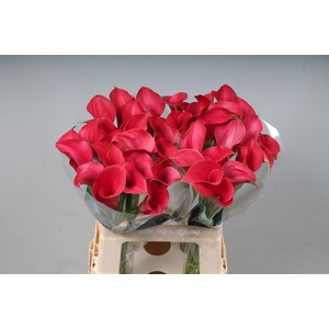 CALLA  'CALL RAMONA'