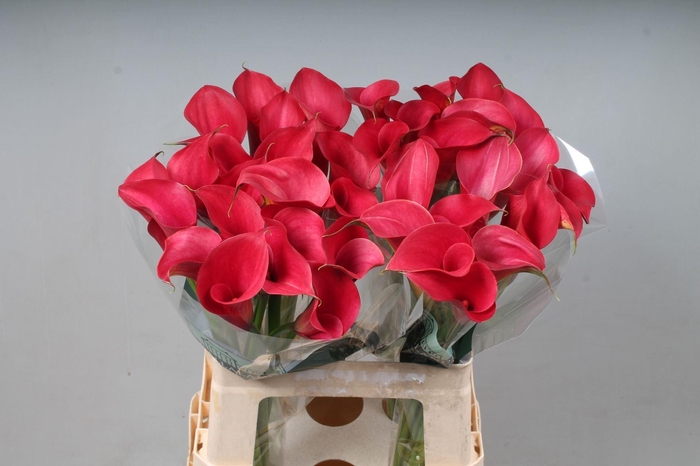<h4>Calla  'Call Ramona'</h4>