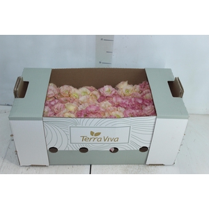 LISIANTHUS FLOR ARENA CHAMPAGNE CHAMPAGNE/CREME