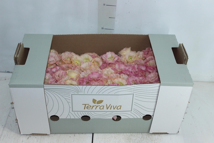 <h4>LISIANTHUS FLOR ARENA CHAMPAGNE CHAMPAGNE/CREME</h4>