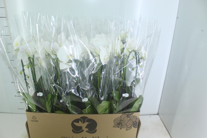 <h4>PHALAENOPSIS CASCATA P12 BRANCO 2 HT</h4>