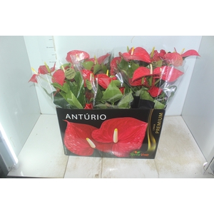 ANTHURIUM MICHIGAN P17 PREMIUM