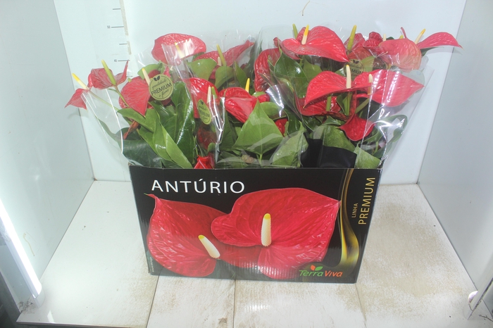 <h4>ANTHURIUM MICHIGAN P17 PREMIUM</h4>