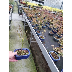 Acer palmatum little princess with driptray
