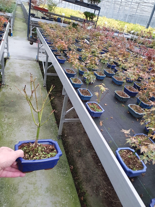 <h4>Acer palmatum little princess with driptray</h4>